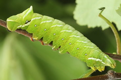 Endromis versicolora