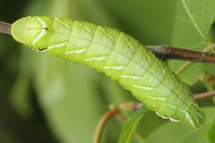 Endromis versicolora