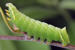 Endromis versicolora