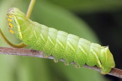 Endromis versicolora