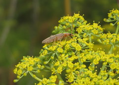 Parisopalpus nigronotatus