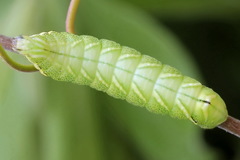 Endromis versicolora