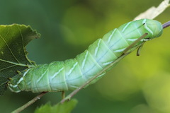 Endromis versicolora
