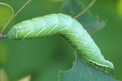 Endromis versicolora