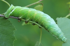 Endromis versicolora
