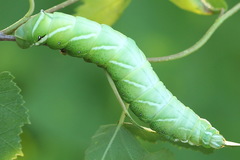 Endromis versicolora