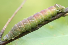 Endromis versicolora