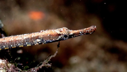Banded freshwater pipefish (Hippichthys spicifer) — Syngnathidae — 3