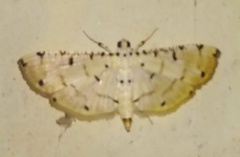 Pycnarmon
