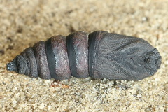 Endromis versicolora