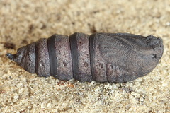 Endromis versicolora