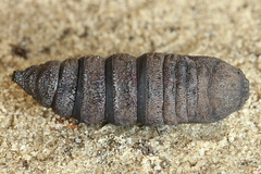 Endromis versicolora