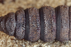 Endromis versicolora