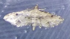 Geometridae