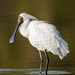 Royal Spoonbill - Photo (c) JJ Harrison, some rights reserved (CC BY-SA)