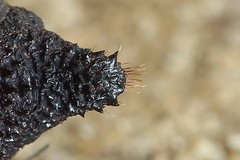 Endromis versicolora