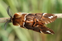 Endromis versicolora