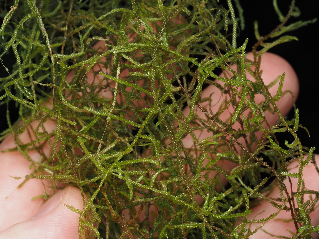 Orthostichella
