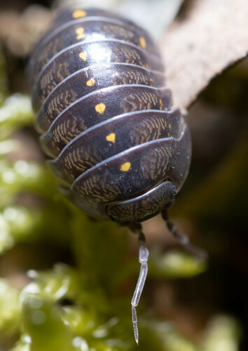 Armadillidium maccagnoi