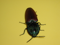Chalcolepidius rubripennis