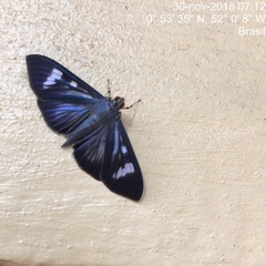 Lepidoptera