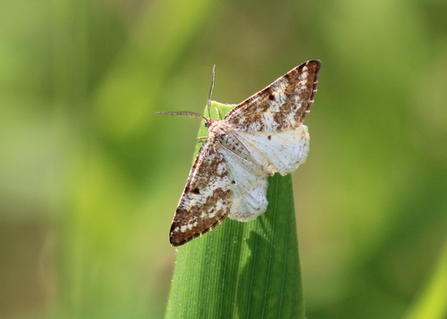 Powder Moth photo 3