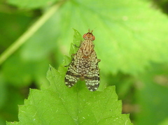 Euthycera chaerophylli