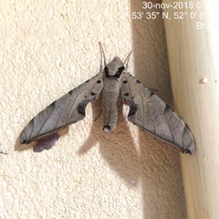 Protambulyx strigilis