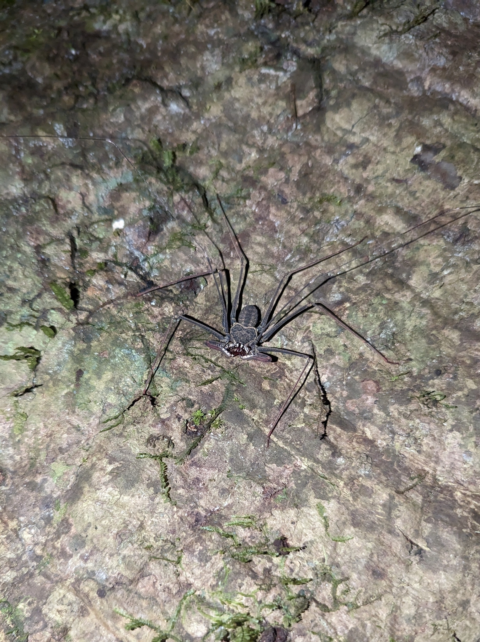 Heterophrynus batesii (Butler, 1873)