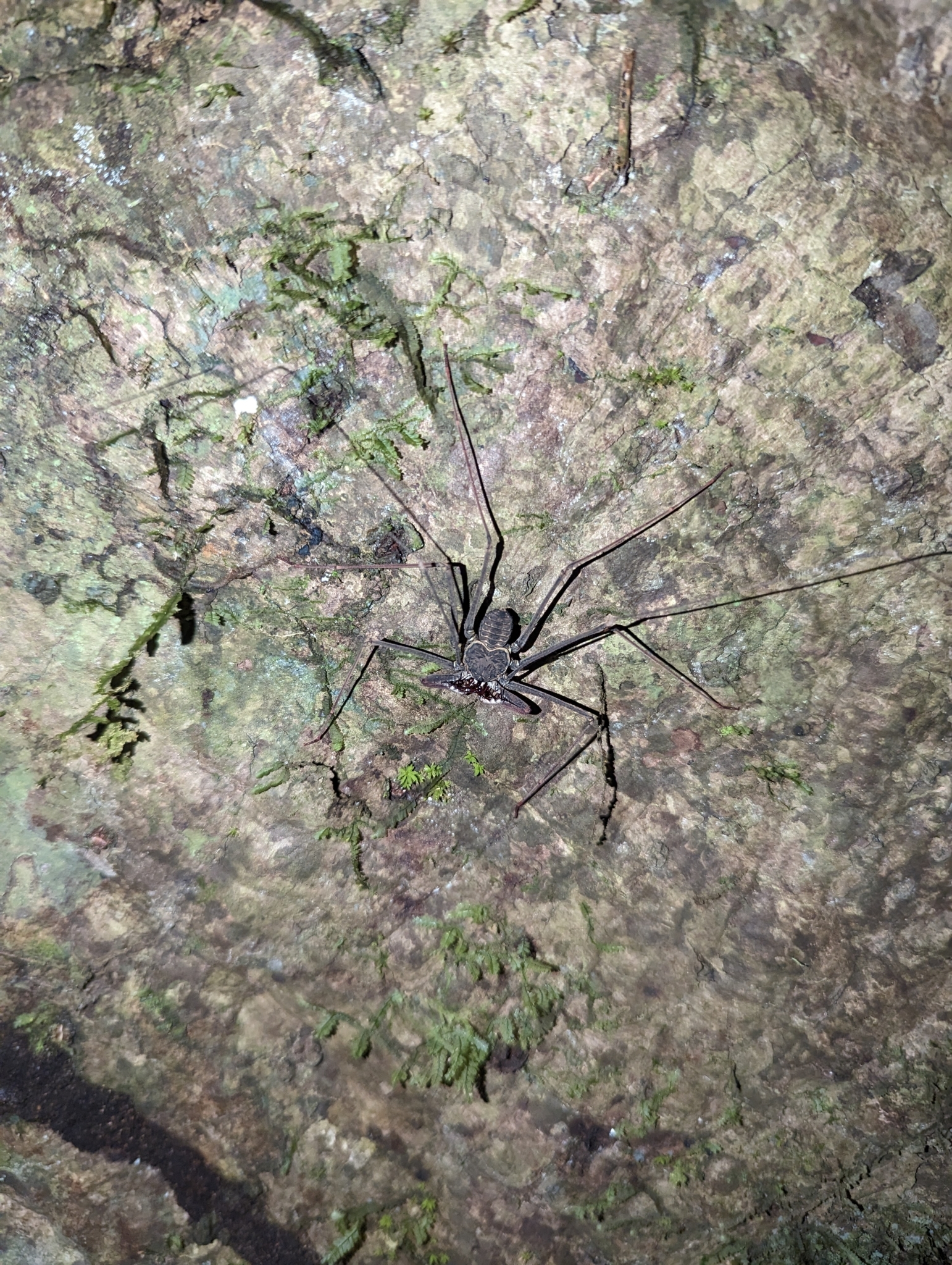 Heterophrynus batesii (Butler, 1873)