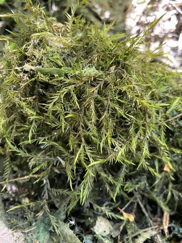 Fontinalis howellii