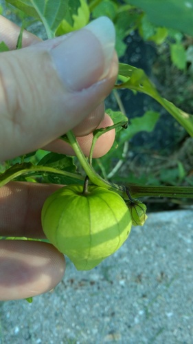 Physalis philadelphica
