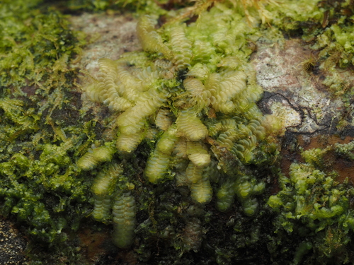 Cyclolejeunea peruviana