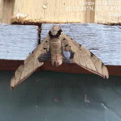 Protambulyx strigilis