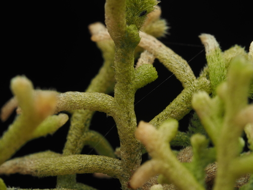Leiomitra flaccida