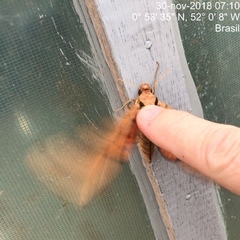 Protambulyx strigilis