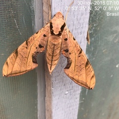 Protambulyx strigilis