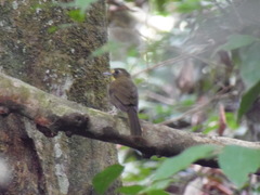 Bleda notatus