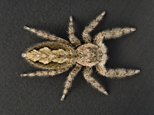 Tan Jumping Spider