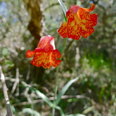 Fritillaria recurva