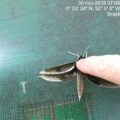 Xylophanes amadis