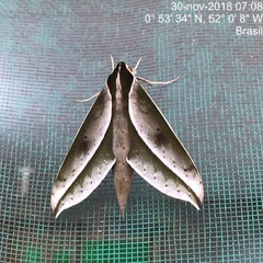 Xylophanes amadis