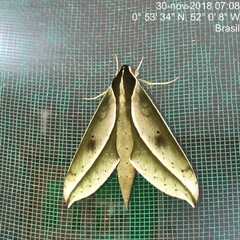 Xylophanes amadis