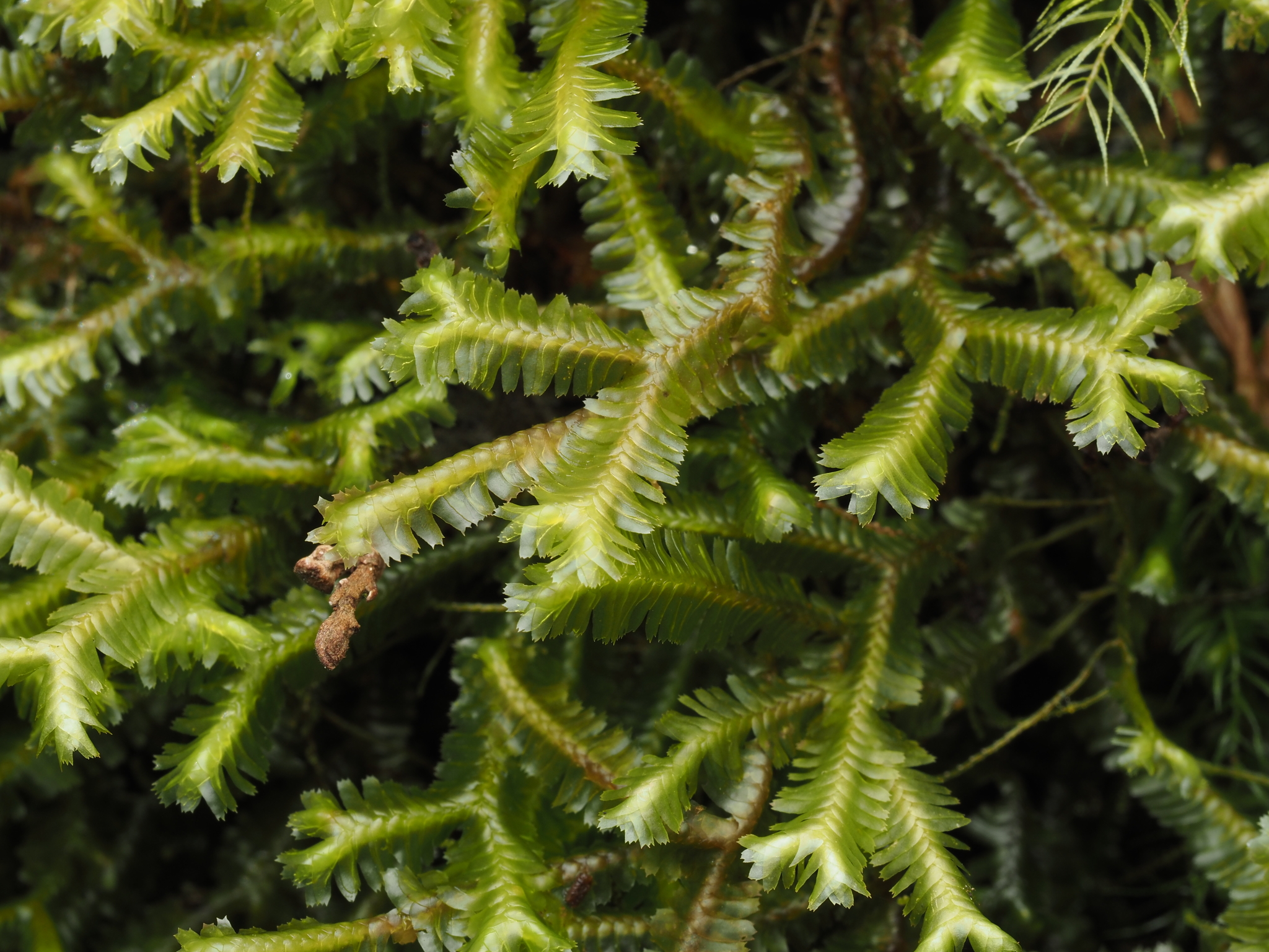 Bazzania stolonifera