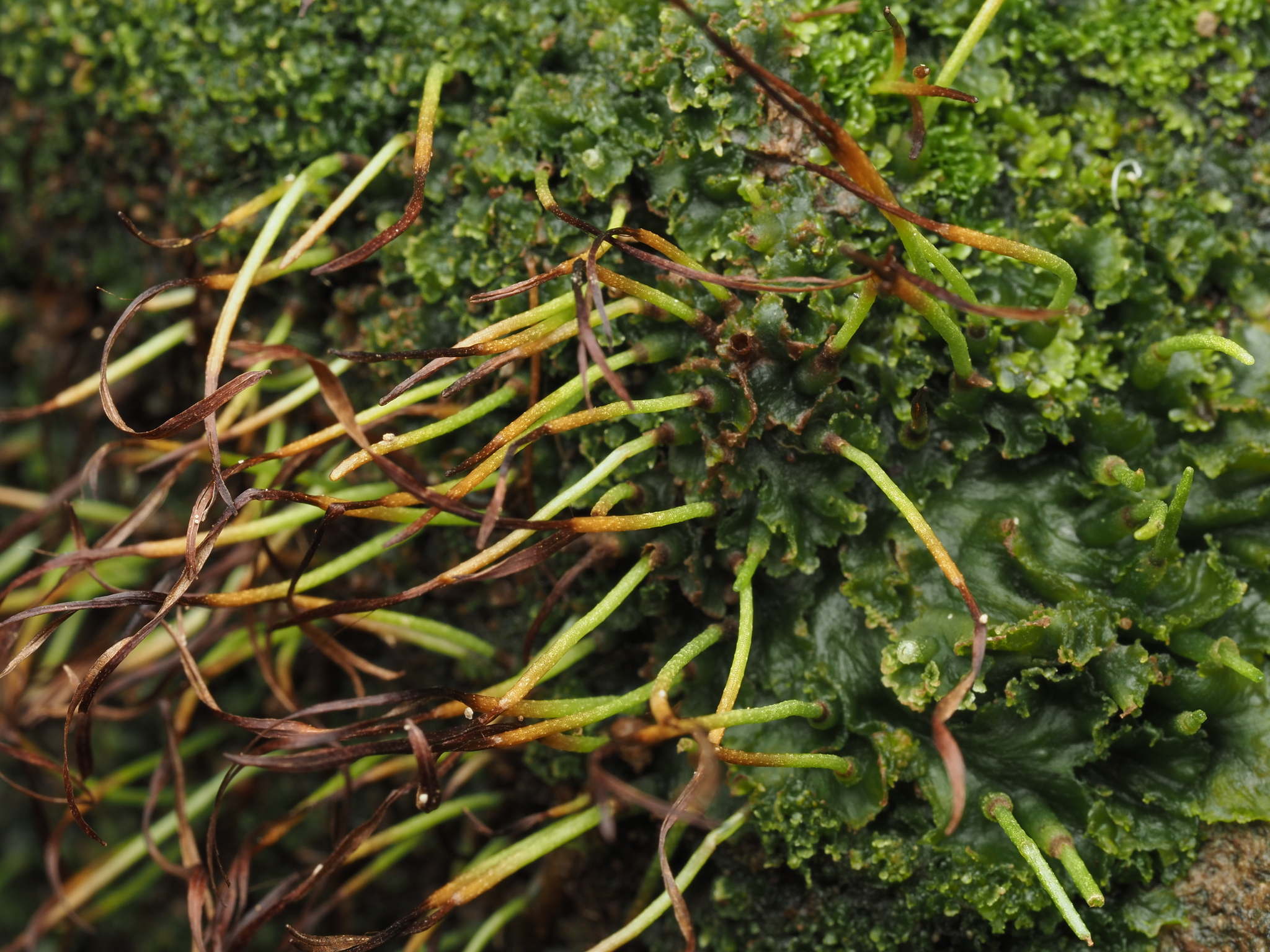 Phaeomegaceros fimbriatus