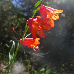Fritillaria recurva
