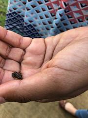 Leptodactylus albilabris