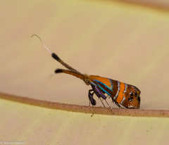 Nemophora