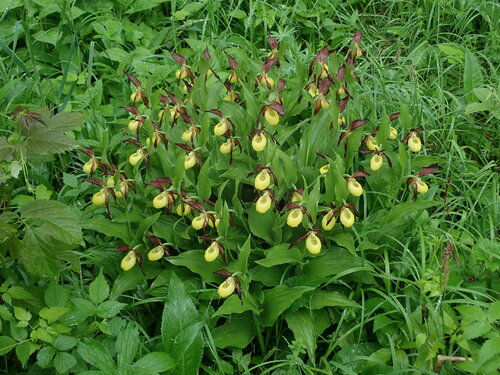 Gospina papučica (Cypripedium calceolus)