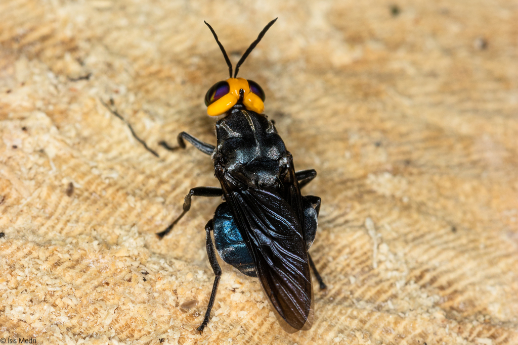 Cyphomyia leucocephala